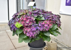 True Blue van Agriom. Bijzonder aan deze variëteit is de kleur en de bloemen zijn erg sterk.